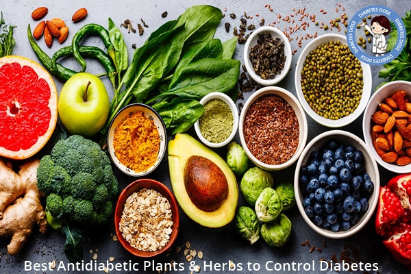 Best Antidiabetic Plants, Herbs to Control Diabetes