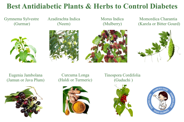 Antidiabetic Plants to Control Diabetes, Herbs, Lower Blood Sugar Levels